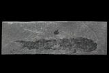 Devonian Lobed-Fin Fish (Osteolepis) - Scotland #93946-1